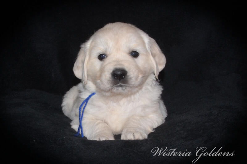 Summer litter born 12-19-2024 English Cream Golden Retriever puppies Wisteria Goldens raised part of our family until part of yours. Five Week Picture day!