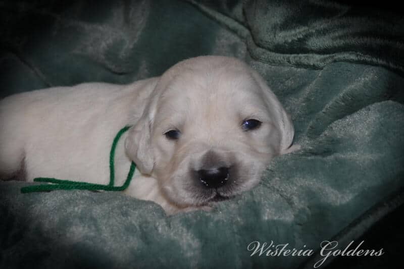 Summer Litter born 12-19-2024 Summer and Chance English Cream Golden Retriever puppies two week pictures. Wisteria Goldens raised part of our family until part of yours