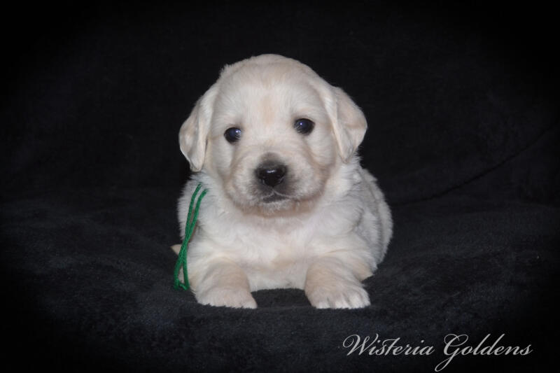 Summer & Chance 4 week old puppies! Exploring new places and venturing outside. They are on the move… English Cream Golden Retriever puppies raised Wisteria Goldens raised part of our family until part of yours