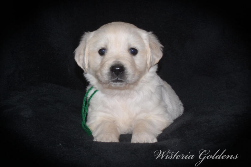 Summer litter born 12-19-2024 English Cream Golden Retriever puppies Wisteria Goldens raised part of our family until part of yours. Five Week Picture day!