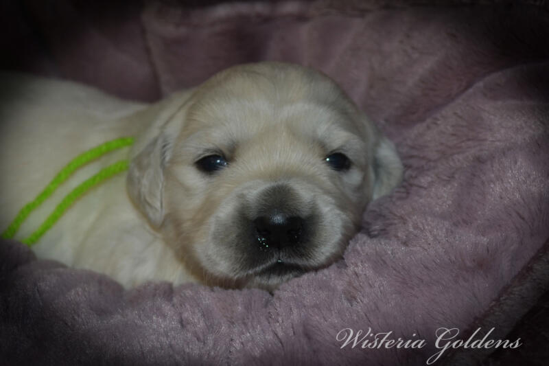 Summer Litter born 12-19-2024 Summer and Chance English Cream Golden Retriever puppies two week pictures. Wisteria Goldens raised part of our family until part of yours