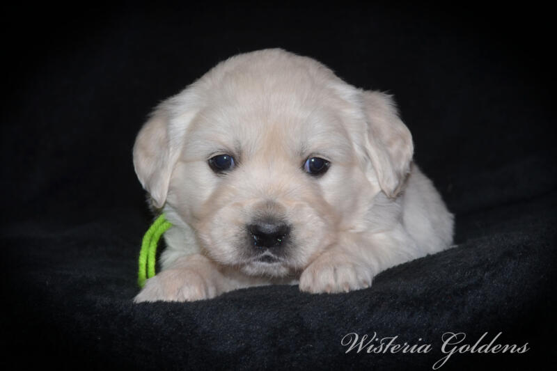 Summer & Chance 4 week old puppies! Exploring new places and venturing outside. They are on the move… English Cream Golden Retriever puppies raised Wisteria Goldens raised part of our family until part of yours