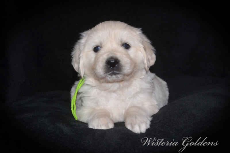 Summer litter born 12-19-2024 English Cream Golden Retriever puppies Wisteria Goldens raised part of our family until part of yours. Five Week Picture day!