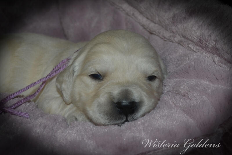 Summer Litter born 12-19-2024 Summer and Chance English Cream Golden Retriever puppies two week pictures. Wisteria Goldens raised part of our family until part of yours
