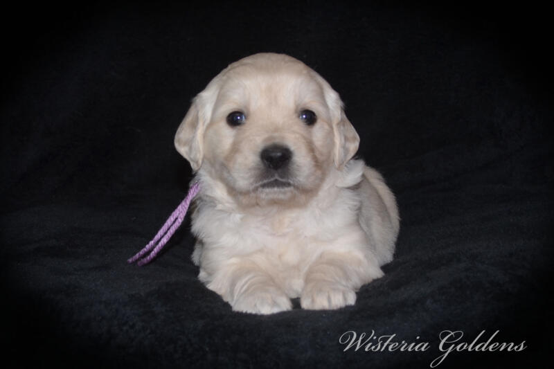 Summer & Chance 4 week old puppies! Exploring new places and venturing outside. They are on the move… English Cream Golden Retriever puppies raised Wisteria Goldens raised part of our family until part of yours