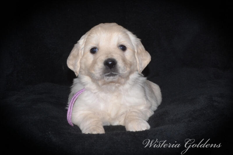 Summer litter born 12-19-2024 English Cream Golden Retriever puppies Wisteria Goldens raised part of our family until part of yours. Five Week Picture day!