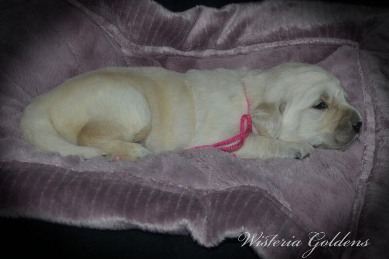 pink girl