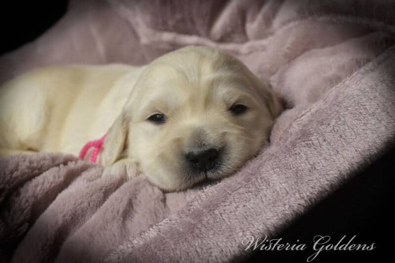 Summer Litter born 12-19-2024 Summer and Chance English Cream Golden Retriever puppies two week pictures. Wisteria Goldens raised part of our family until part of yours