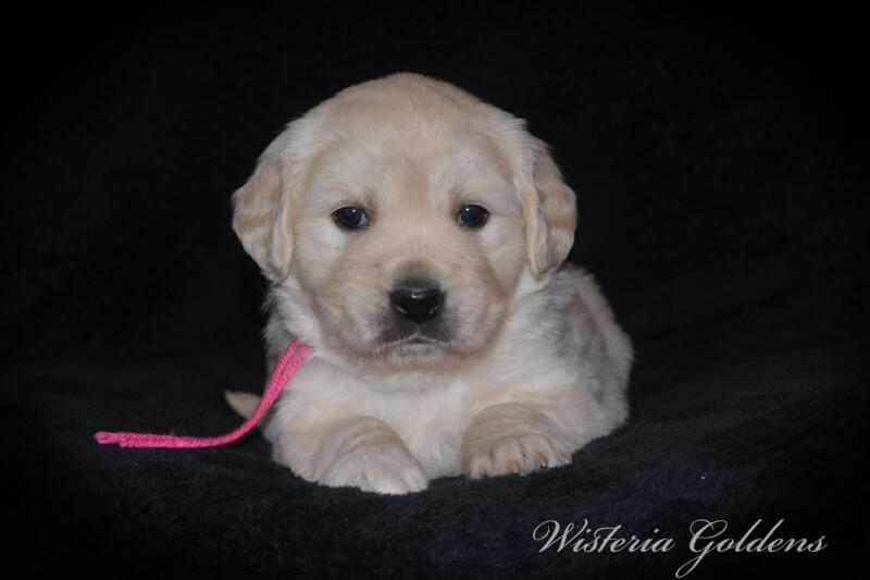 Summer & Chance 4 week old puppies! Exploring new places and venturing outside. They are on the move… English Cream Golden Retriever puppies raised Wisteria Goldens raised part of our family until part of yours