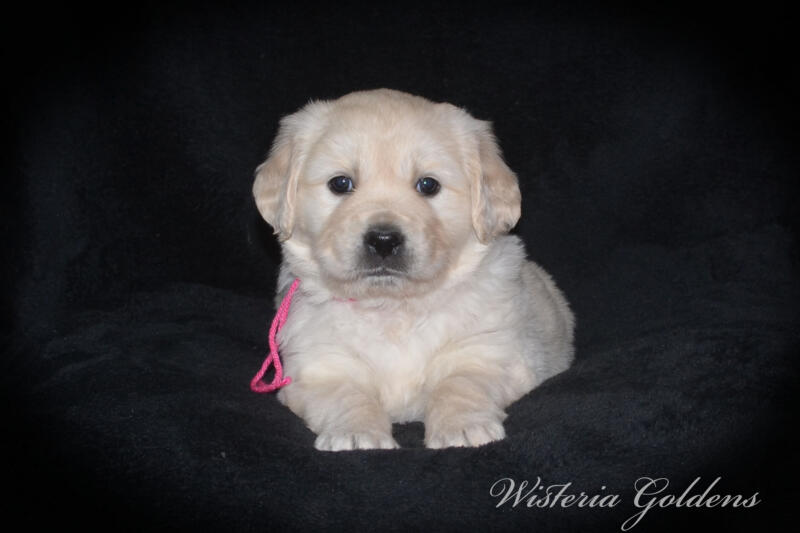Summer litter born 12-19-2024 English Cream Golden Retriever puppies Wisteria Goldens raised part of our family until part of yours. Five Week Picture day!
