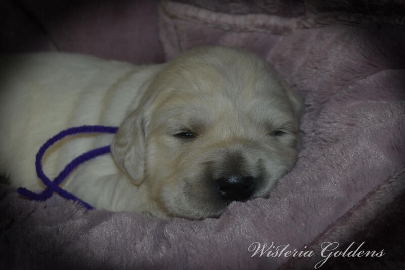 Summer Litter born 12-19-2024 Summer and Chance English Cream Golden Retriever puppies two week pictures. Wisteria Goldens raised part of our family until part of yours