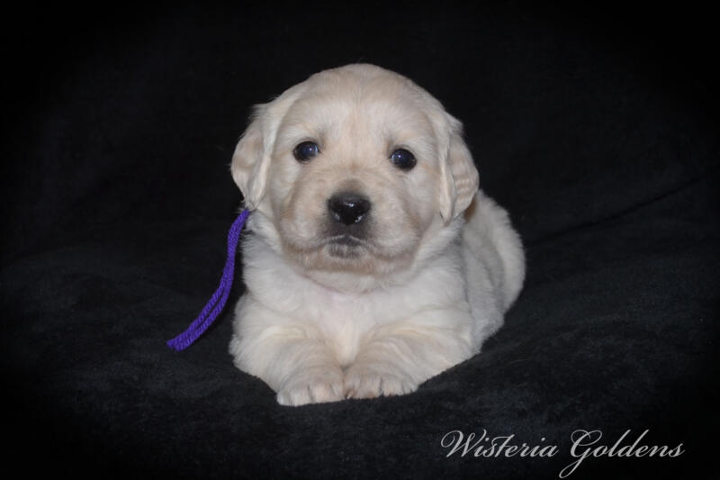 Summer & Chance 4 week old puppies! Exploring new places and venturing outside. They are on the move… English Cream Golden Retriever puppies raised Wisteria Goldens raised part of our family until part of yours