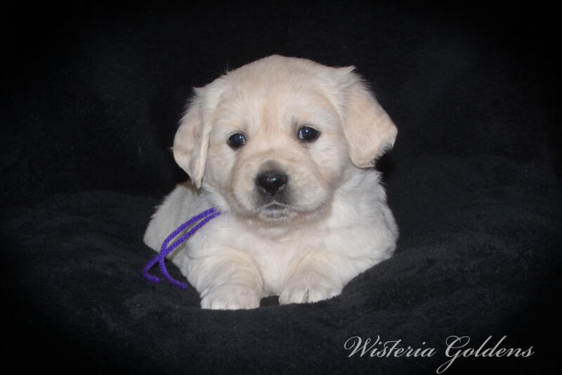 Summer litter born 12-19-2024 English Cream Golden Retriever puppies Wisteria Goldens raised part of our family until part of yours. Five Week Picture day!