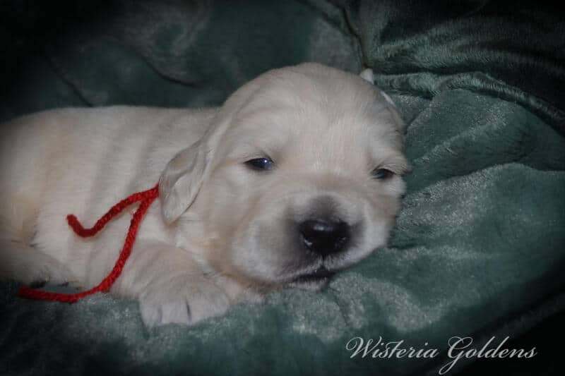 Summer Litter born 12-19-2024 Summer and Chance English Cream Golden Retriever puppies two week pictures. Wisteria Goldens raised part of our family until part of yours