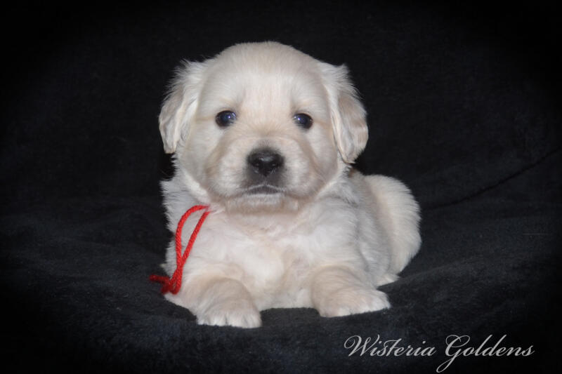 Summer & Chance 4 week old puppies! Exploring new places and venturing outside. They are on the move… English Cream Golden Retriever puppies raised Wisteria Goldens raised part of our family until part of yours