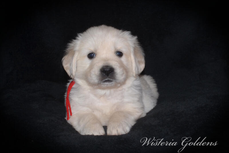 Summer litter born 12-19-2024 English Cream Golden Retriever puppies Wisteria Goldens raised part of our family until part of yours. Five Week Picture day!