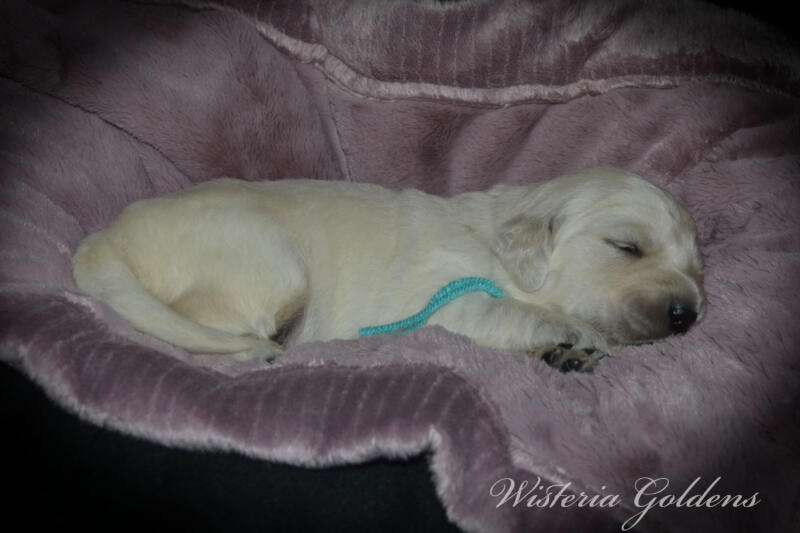 teal girl