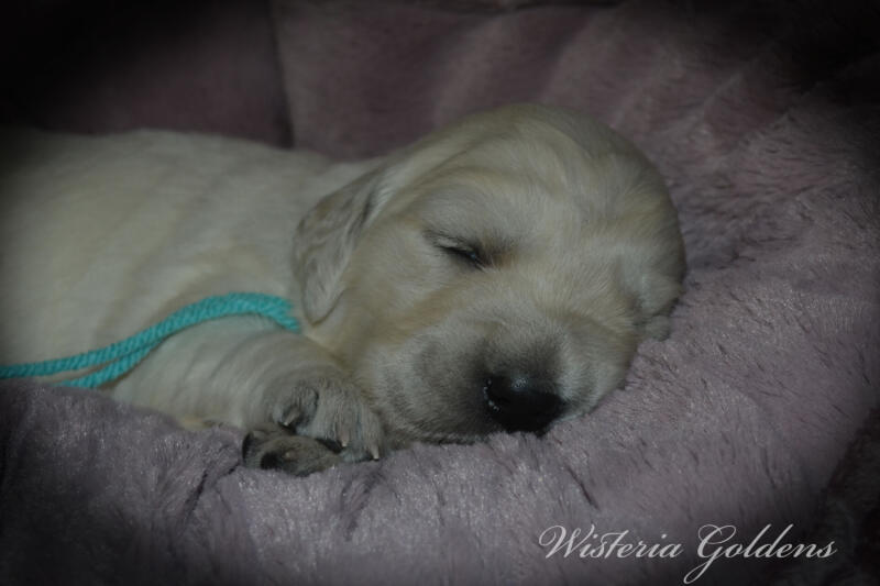 Summer Litter born 12-19-2024 Summer and Chance English Cream Golden Retriever puppies two week pictures. Wisteria Goldens raised part of our family until part of yours