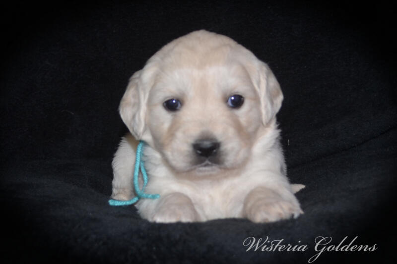 Summer & Chance 4 week old puppies! Exploring new places and venturing outside. They are on the move… English Cream Golden Retriever puppies raised Wisteria Goldens raised part of our family until part of yours
