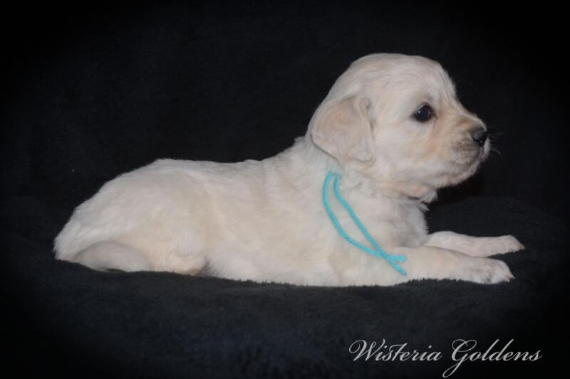 teal girl 