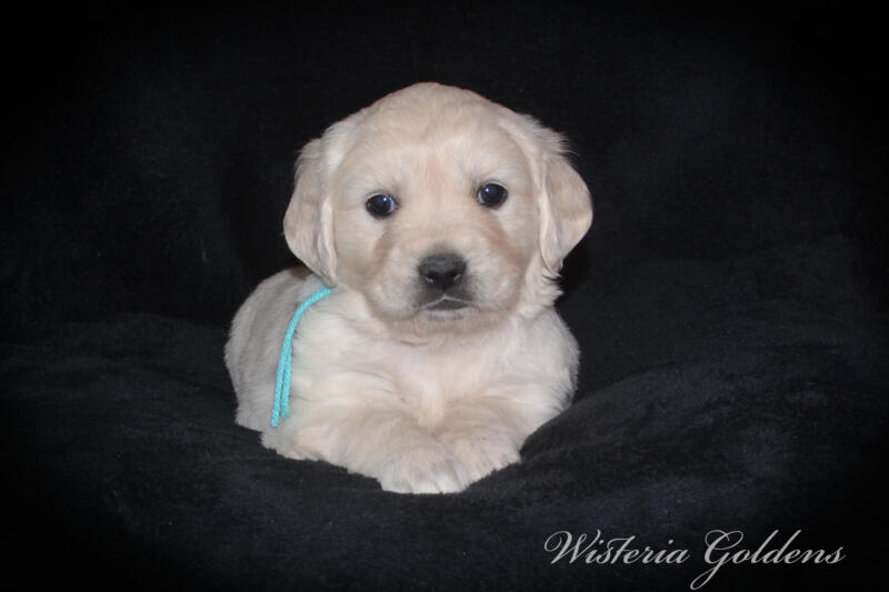 Summer litter born 12-19-2024 English Cream Golden Retriever puppies Wisteria Goldens raised part of our family until part of yours. Five Week Picture day!