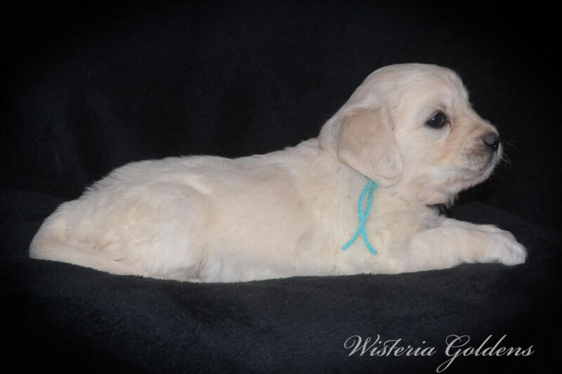 teal girl
