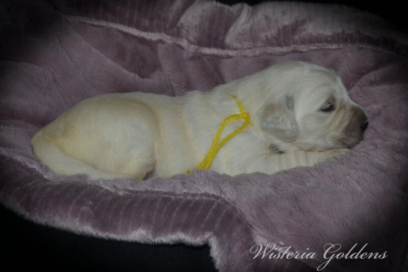 yellow girl