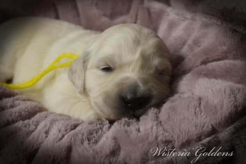 Summer Litter born 12-19-2024 Summer and Chance English Cream Golden Retriever puppies two week pictures. Wisteria Goldens raised part of our family until part of yours