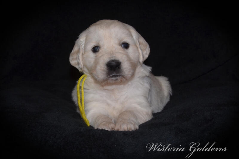 Summer & Chance 4 week old puppies! Exploring new places and venturing outside. They are on the move… English Cream Golden Retriever puppies raised Wisteria Goldens raised part of our family until part of yours