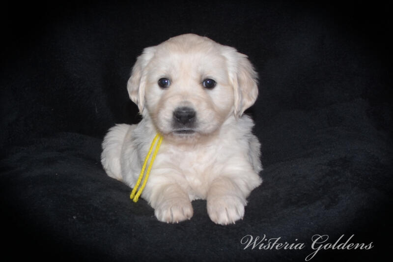 Summer litter born 12-19-2024 English Cream Golden Retriever puppies Wisteria Goldens raised part of our family until part of yours. Five Week Picture day!