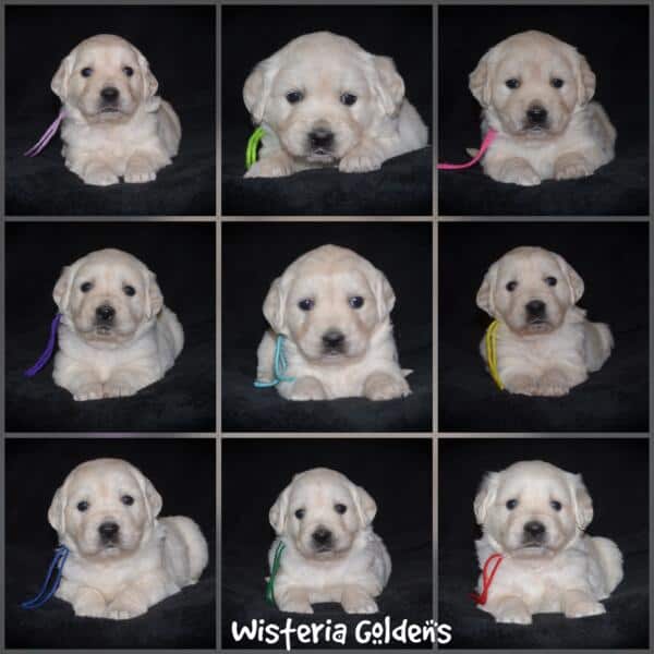 Summer & Chance 4 week old puppies! Exploring new places and venturing outside. They are on the move… English Cream Golden Retriever puppies raised Wisteria Goldens raised part of our family until part of yours