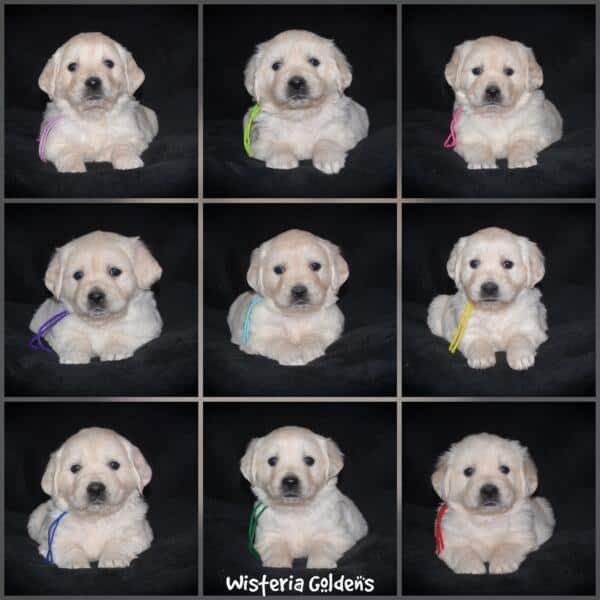 Summer litter born 12-19-2024 English Cream Golden Retriever puppies Wisteria Goldens raised part of our family until part of yours. Five Week Picture day!