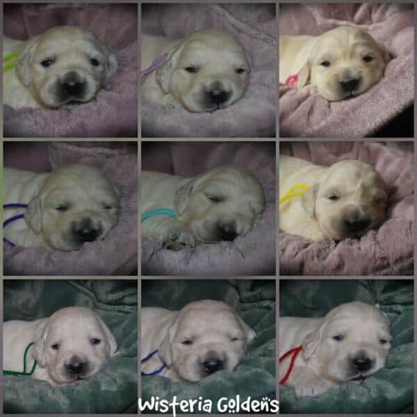 Summer Litter born 12-19-2024 Summer and Chance English Cream Golden Retriever puppies two week pictures. Wisteria Goldens raised part of our family until part of yours