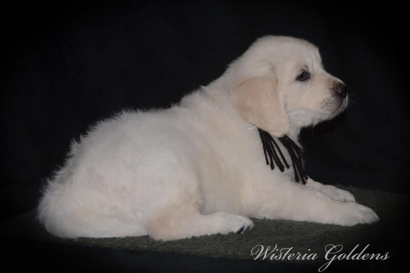 black boy six weeks