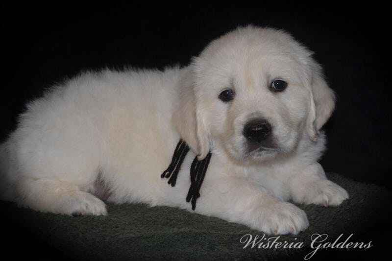 Stormy Litter Born: Stormy / Tahoe – Litter Born 12-17-24. 3 girls and 4 boys. English Cream Golden Retriever Wisteria Goldens raised part of our family until part of yours