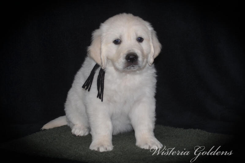 Stormy Litter Born: Stormy / Tahoe – Litter Born 12-17-24. 3 girls and 4 boys. English Cream Golden Retriever Wisteria Goldens raised part of our family until part of yours