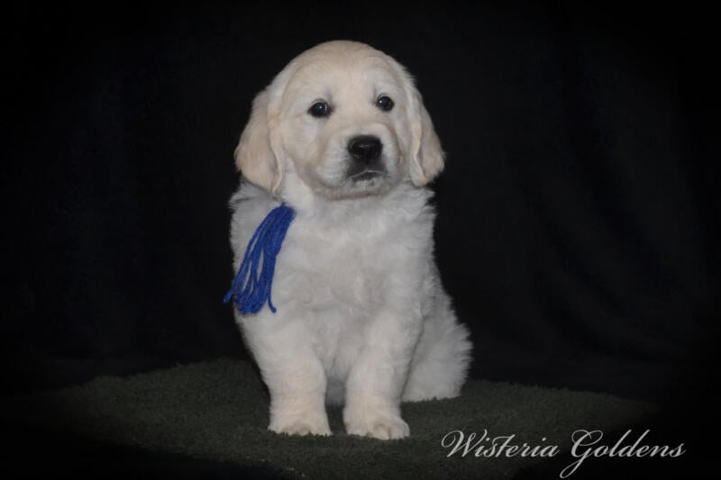 blue boy