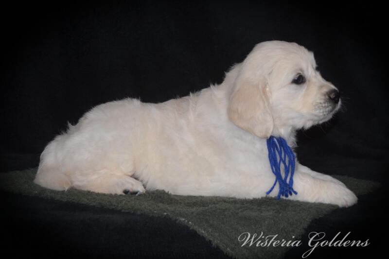 six weeks