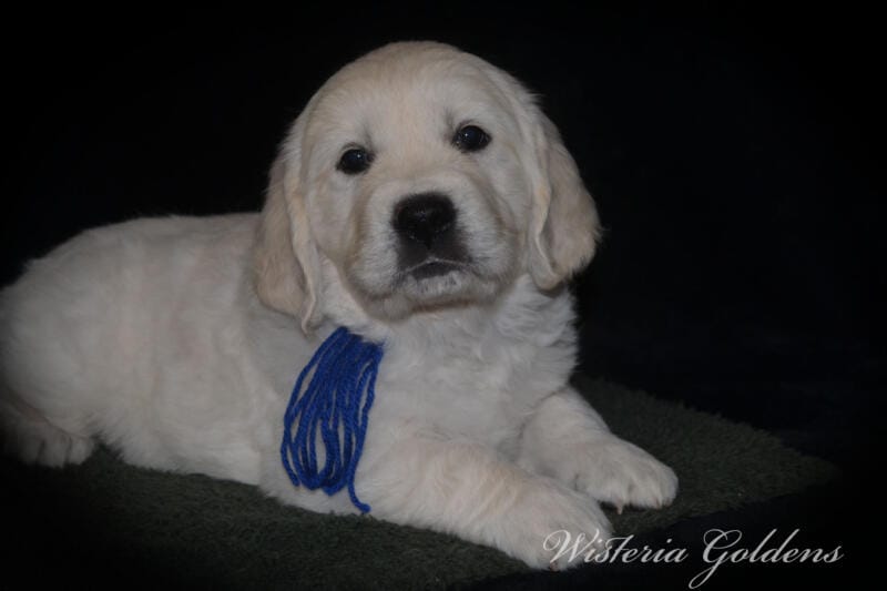 Stormy Litter Born: Stormy / Tahoe – Litter Born 12-17-24. 3 girls and 4 boys. English Cream Golden Retriever Wisteria Goldens raised part of our family until part of yours