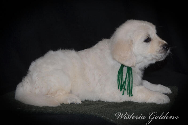 six weeks