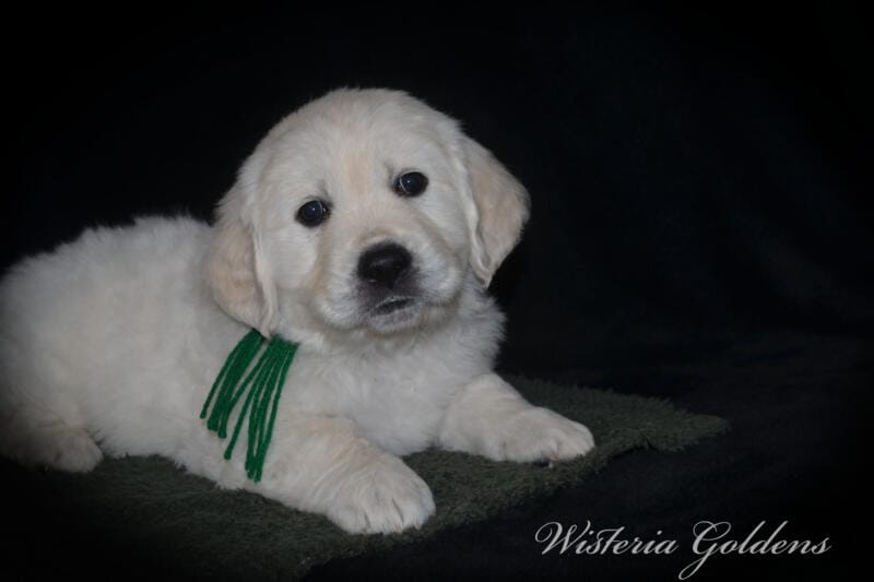 Stormy Litter Born: Stormy / Tahoe – Litter Born 12-17-24. 3 girls and 4 boys. English Cream Golden Retriever Wisteria Goldens raised part of our family until part of yours