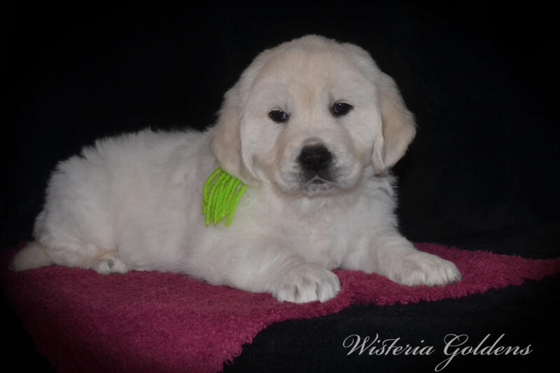 Stormy Litter Born: Stormy / Tahoe – Litter Born 12-17-24. 3 girls and 4 boys. English Cream Golden Retriever Wisteria Goldens raised part of our family until part of yours