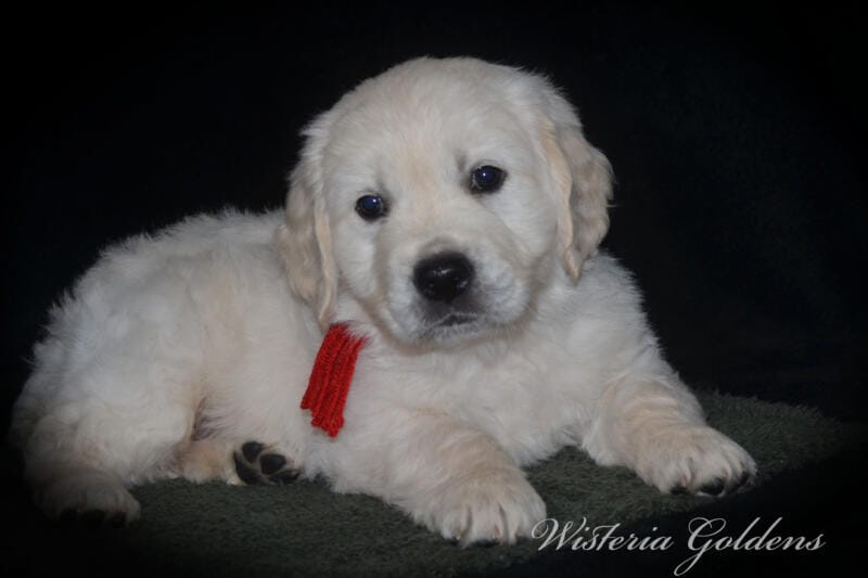 Stormy Litter Born: Stormy / Tahoe – Litter Born 12-17-24. 3 girls and 4 boys. English Cream Golden Retriever Wisteria Goldens raised part of our family until part of yours