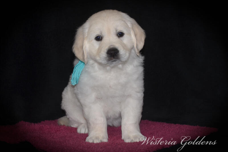 teal girl