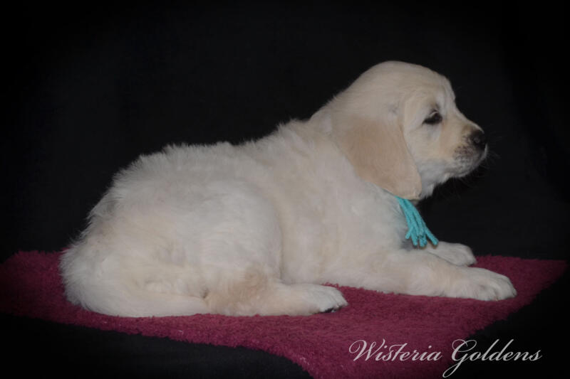 six weeks 