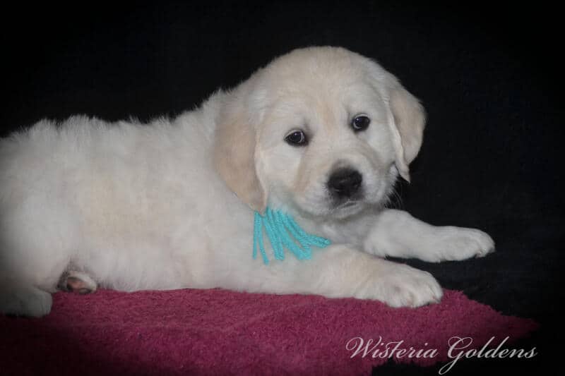 Stormy Litter Born: Stormy / Tahoe – Litter Born 12-17-24. 3 girls and 4 boys. English Cream Golden Retriever Wisteria Goldens raised part of our family until part of yours