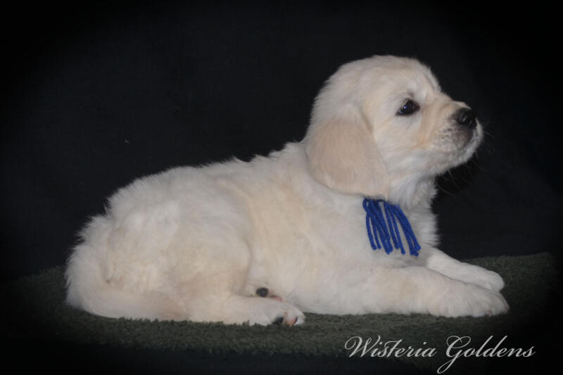 six weeks