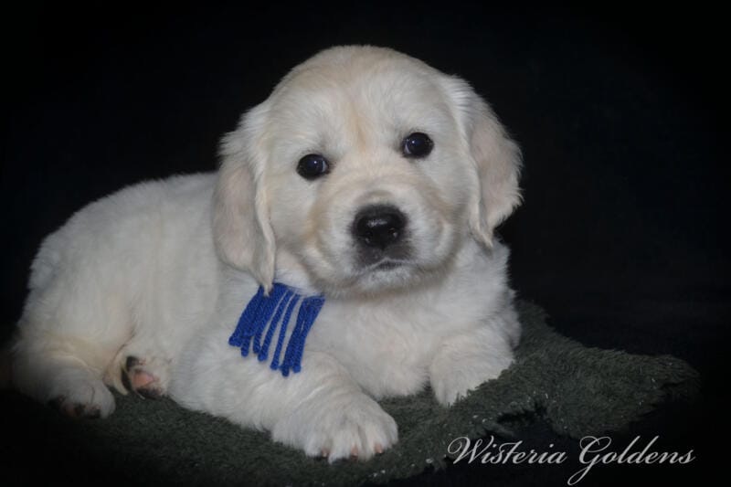 Summer litter born 12-19-2024 English Cream Golden Retriever Puppies Wisteria Goldens raised part of our family until part of yours