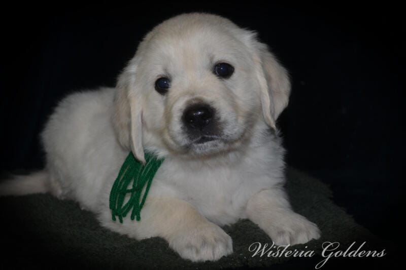 Summer litter born 12-19-2024 English Cream Golden Retriever Puppies Wisteria Goldens raised part of our family until part of yours
