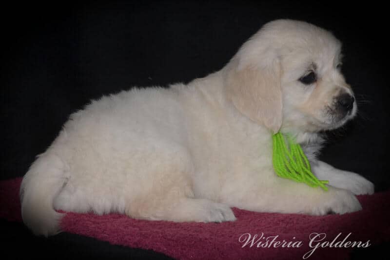 six weeks
